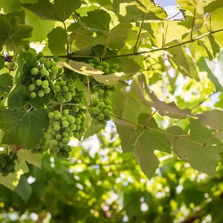 Apartma Lux Dolce Vista - *